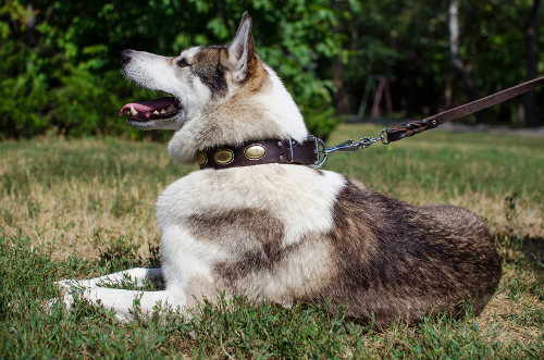 大型犬　首輪 革